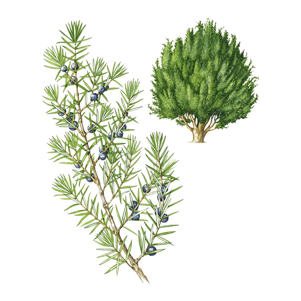 genévrier huile essentielle herbier plante
