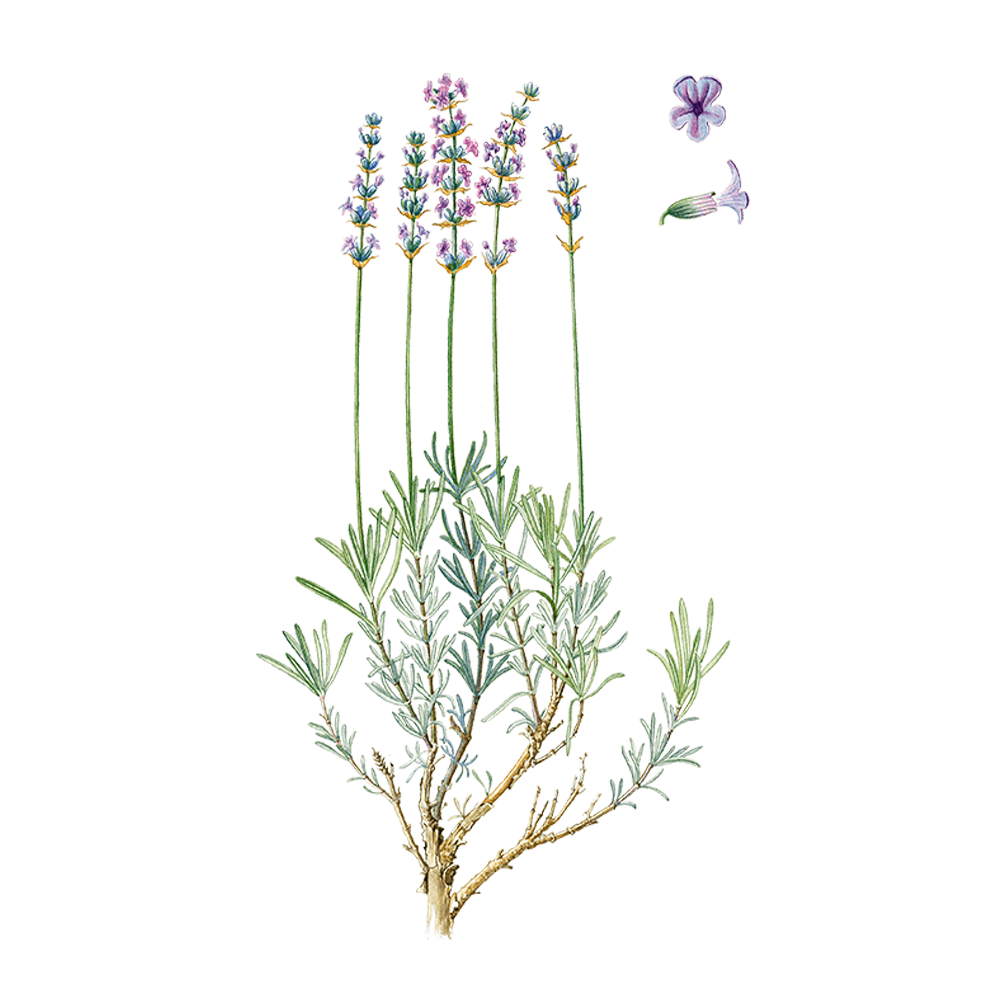 lavande vraie huile essentielle herbier