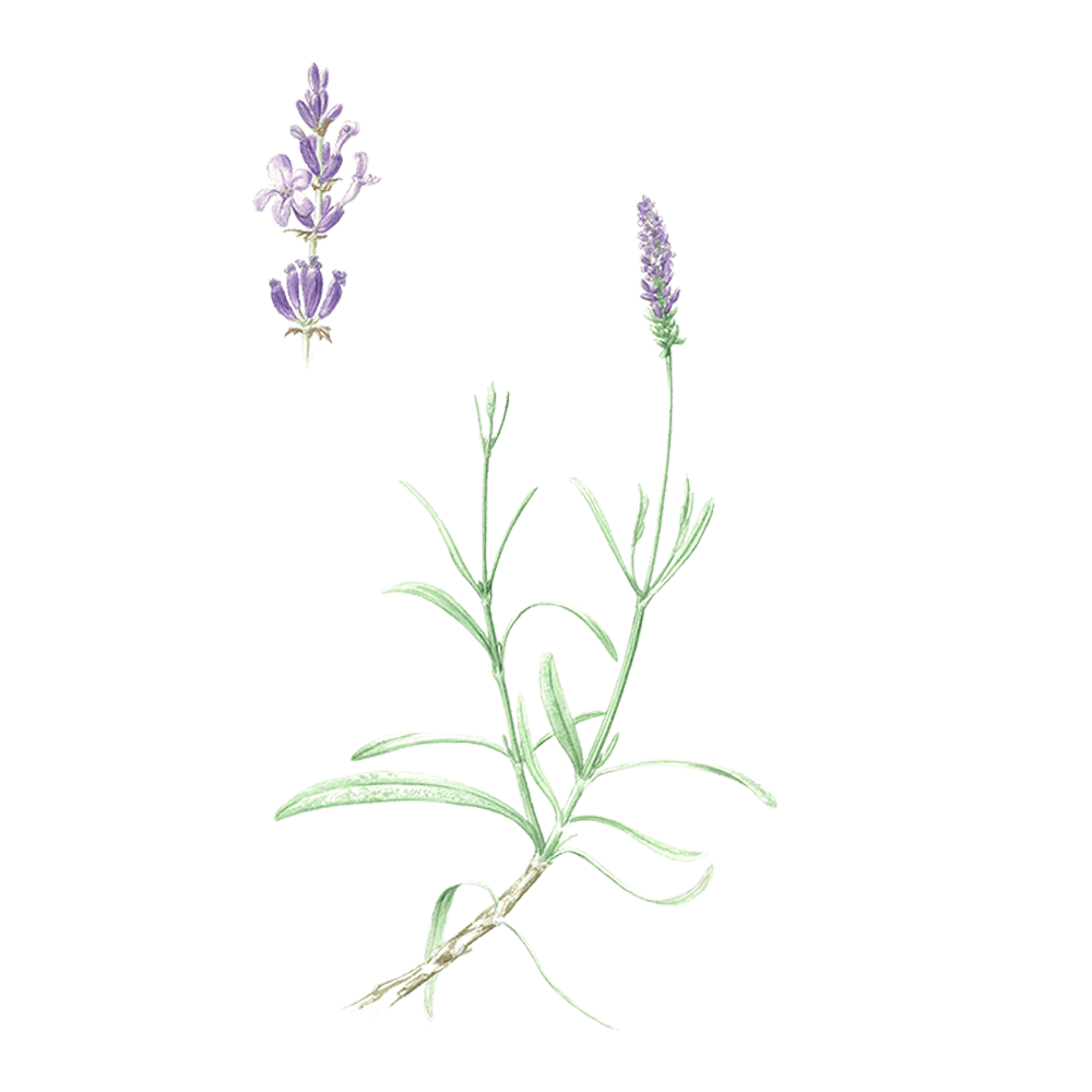 lavandin super huile essentielle herbier