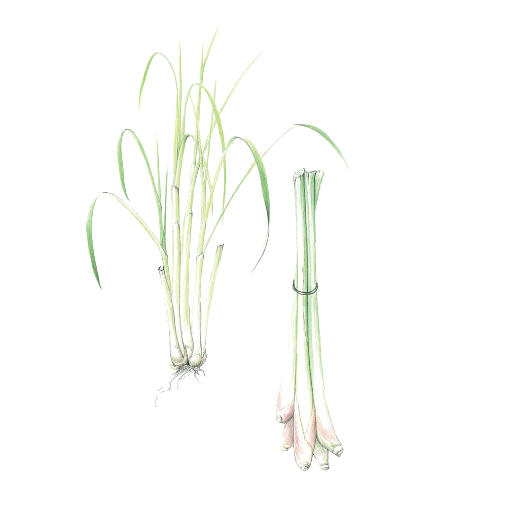 lemongrass puressentiel