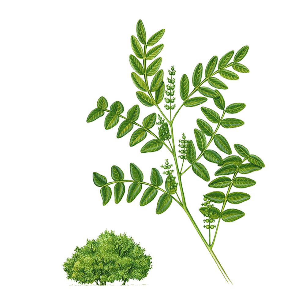 Lentisque pistachier (pistacia lentiscus)