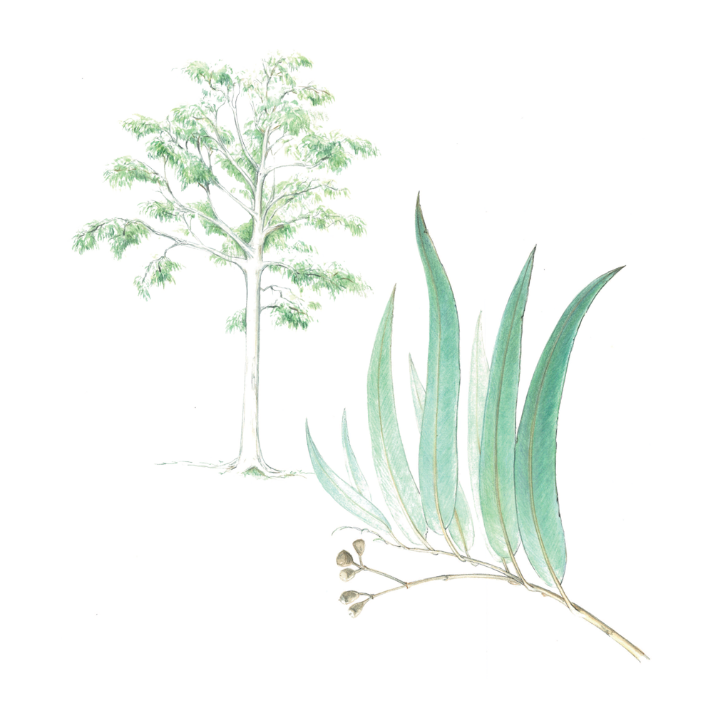 eucalyptus citronné huile essentielle puressentiel