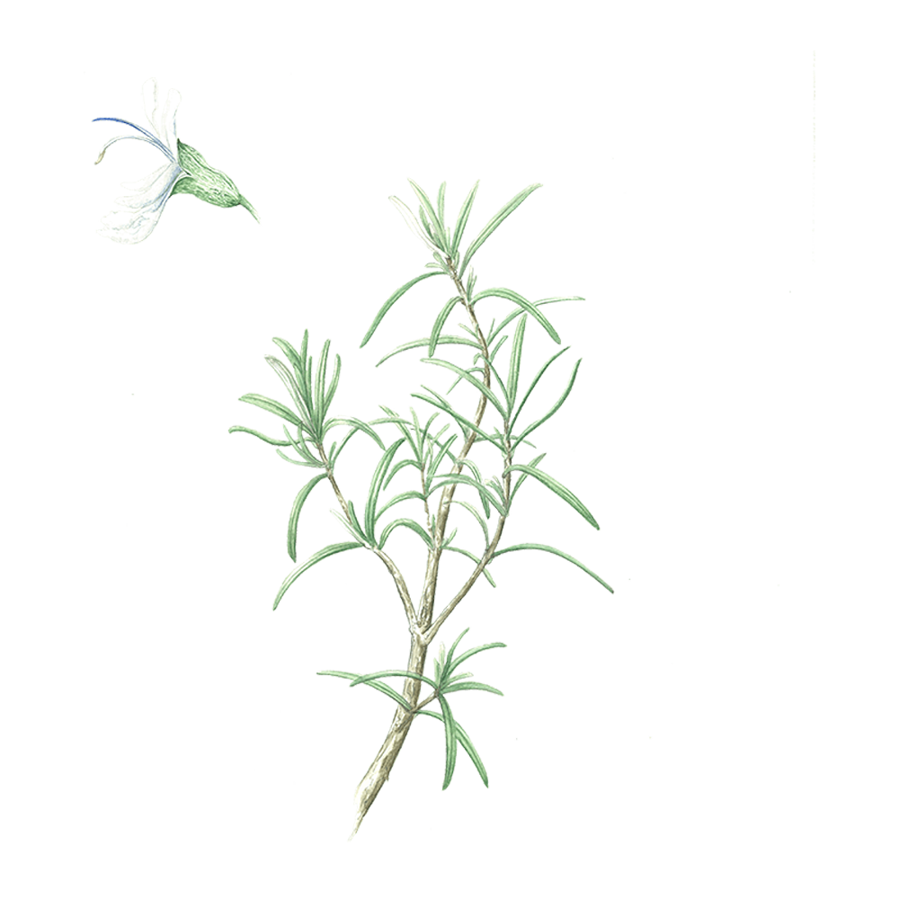 Romarin à cinéole (rosmarinus officinalis cineoliferum)