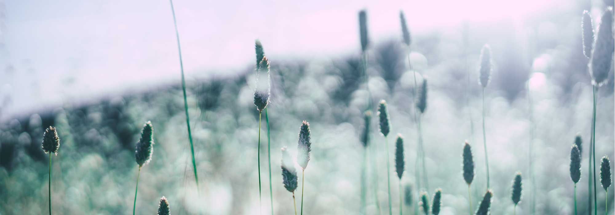 soigner ses émotions avec les huiles essentielles