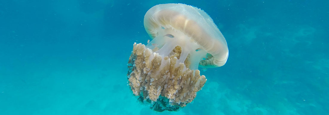 Comment soulager une piqûre de méduse ? 4 remèdes naturels