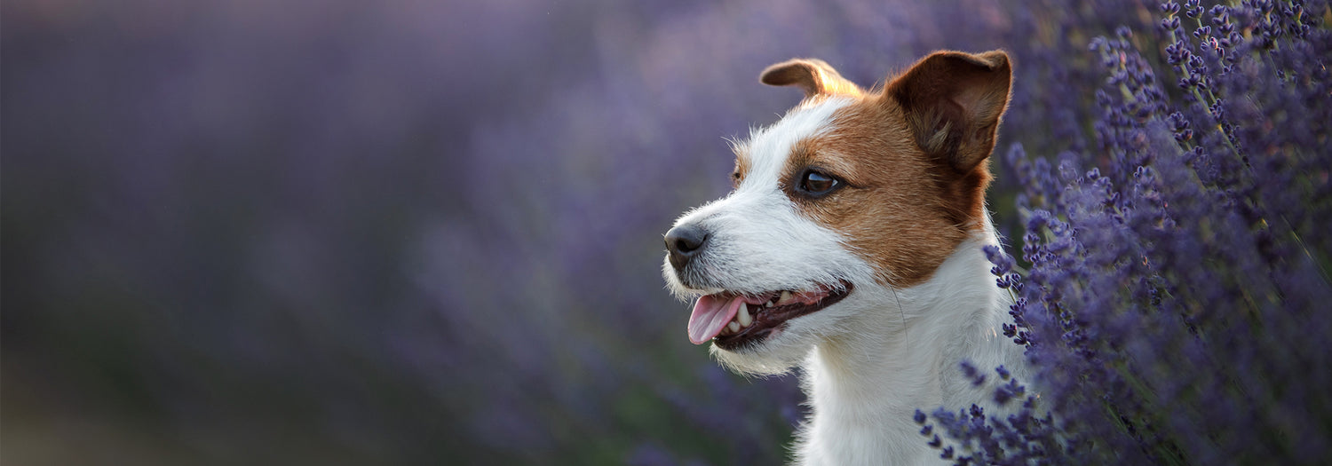 Comment soigner ses animaux naturellement avec les huiles essentielles ?