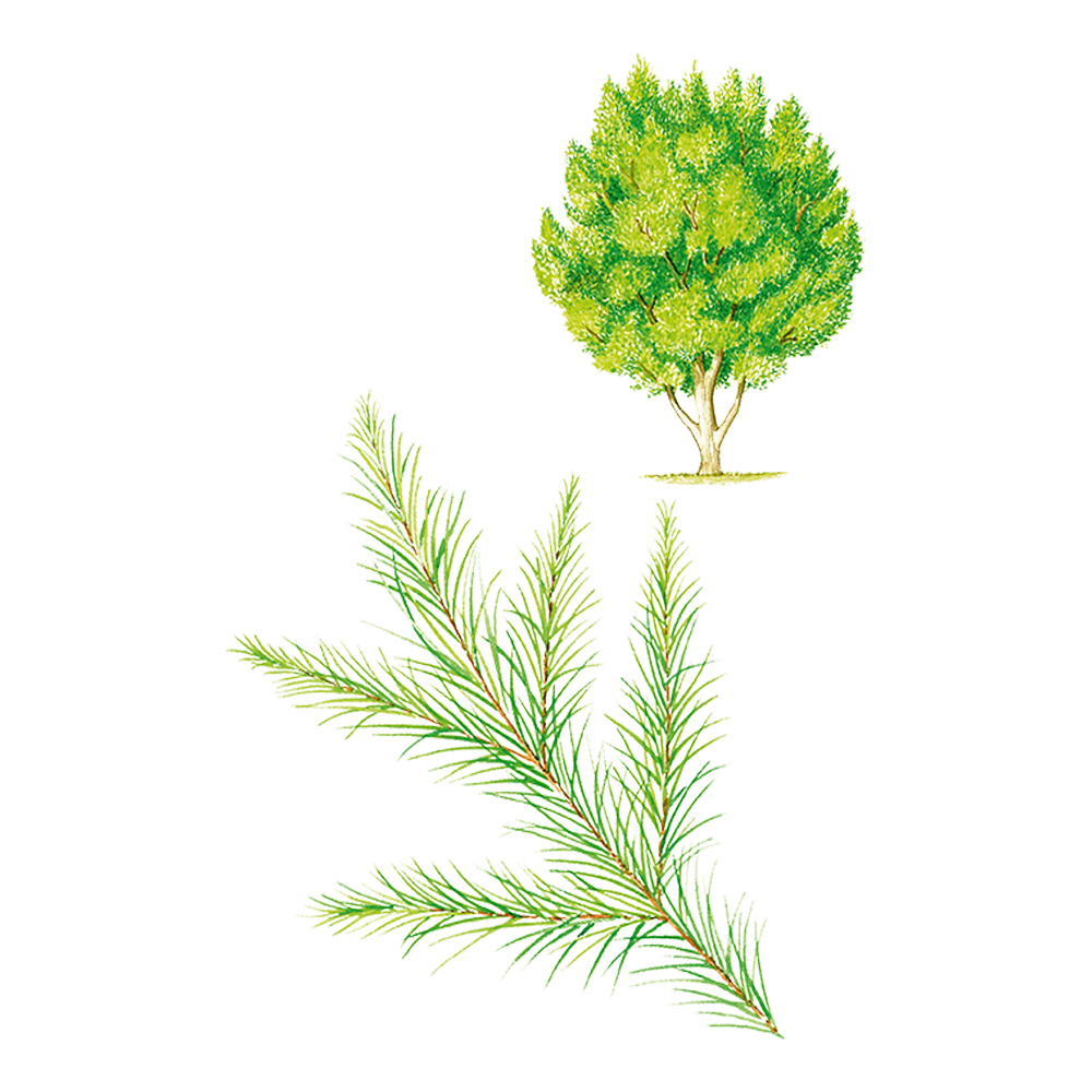 arbre à thé herbier plante huile essentielle