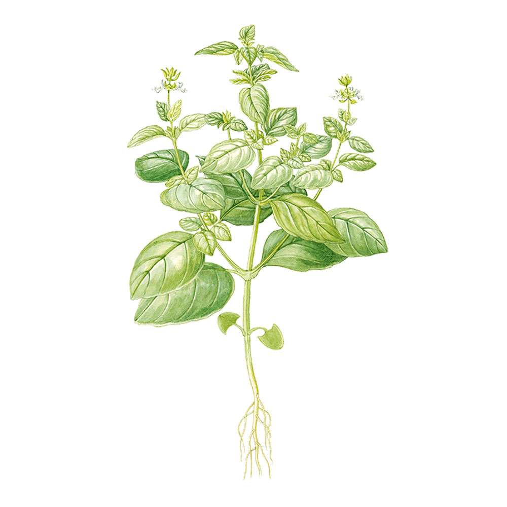 basilic exotique herbier plante 