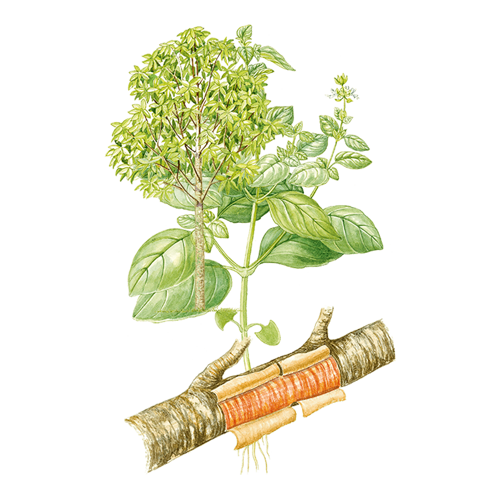 bois de rose herbier huile essentielle