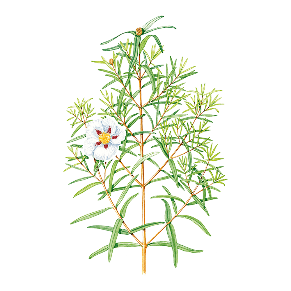 ciste ladanifere puressentiel herbier