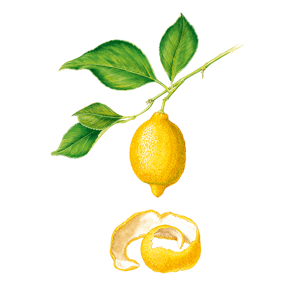 citron huile essentielle herbier plante