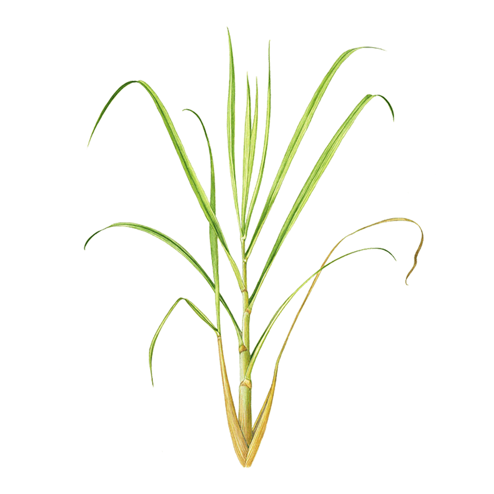 citronnelle de Java huile essentielle herbier