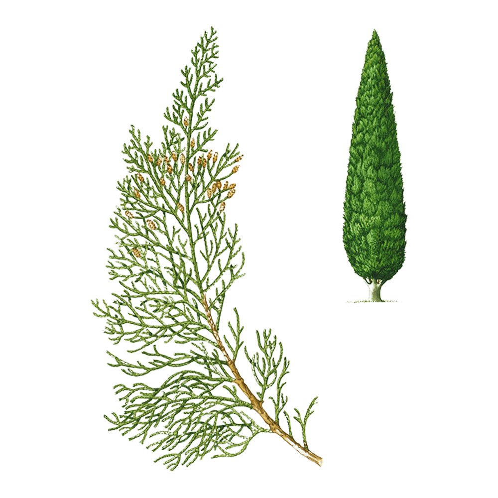 cyprès huile essentielle herbier plante