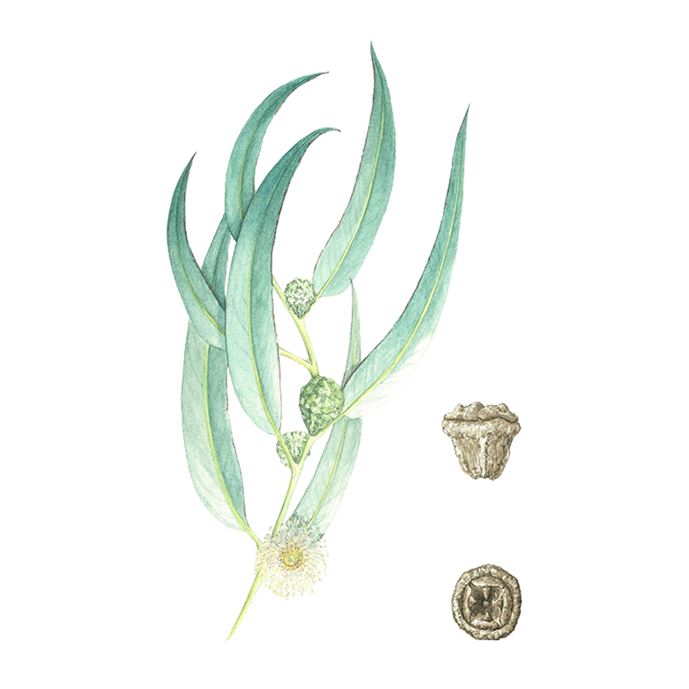eucalyptus globuleux plante herbier
