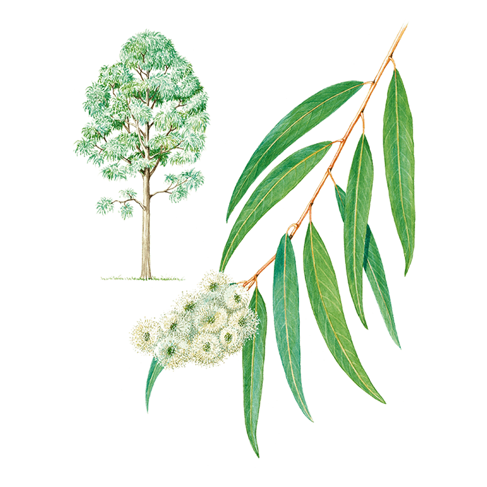 eucalyptus radié herbier huile essentielle