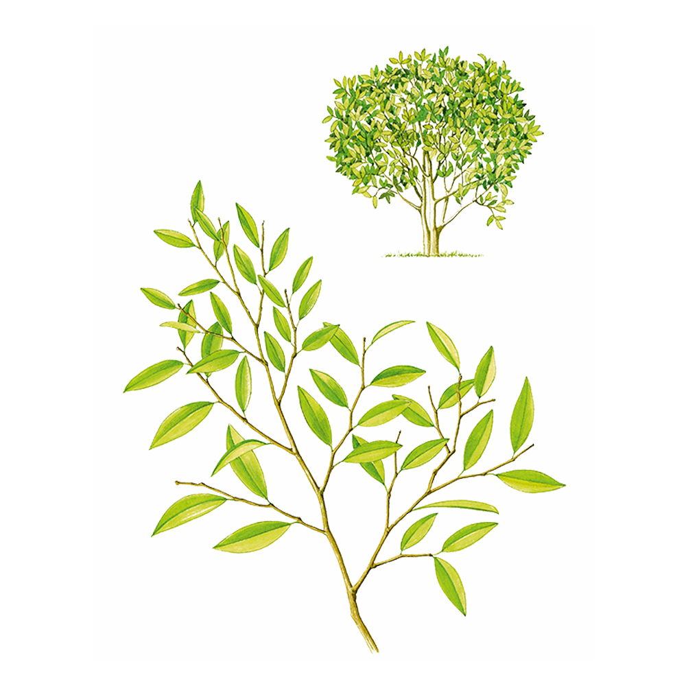 gaultherie puressentiel huile essentielle