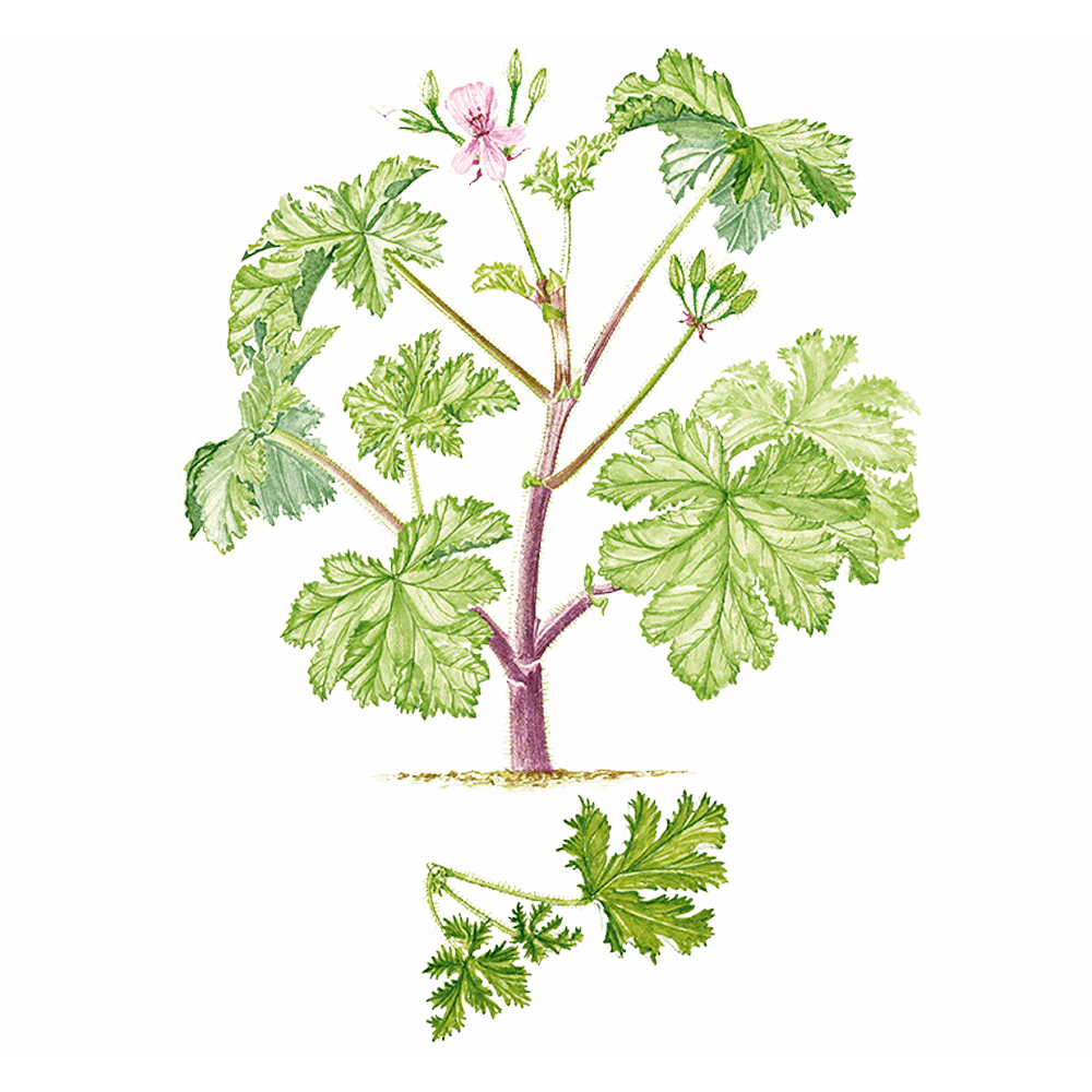 Géranium odorant puressentiel herbier plante