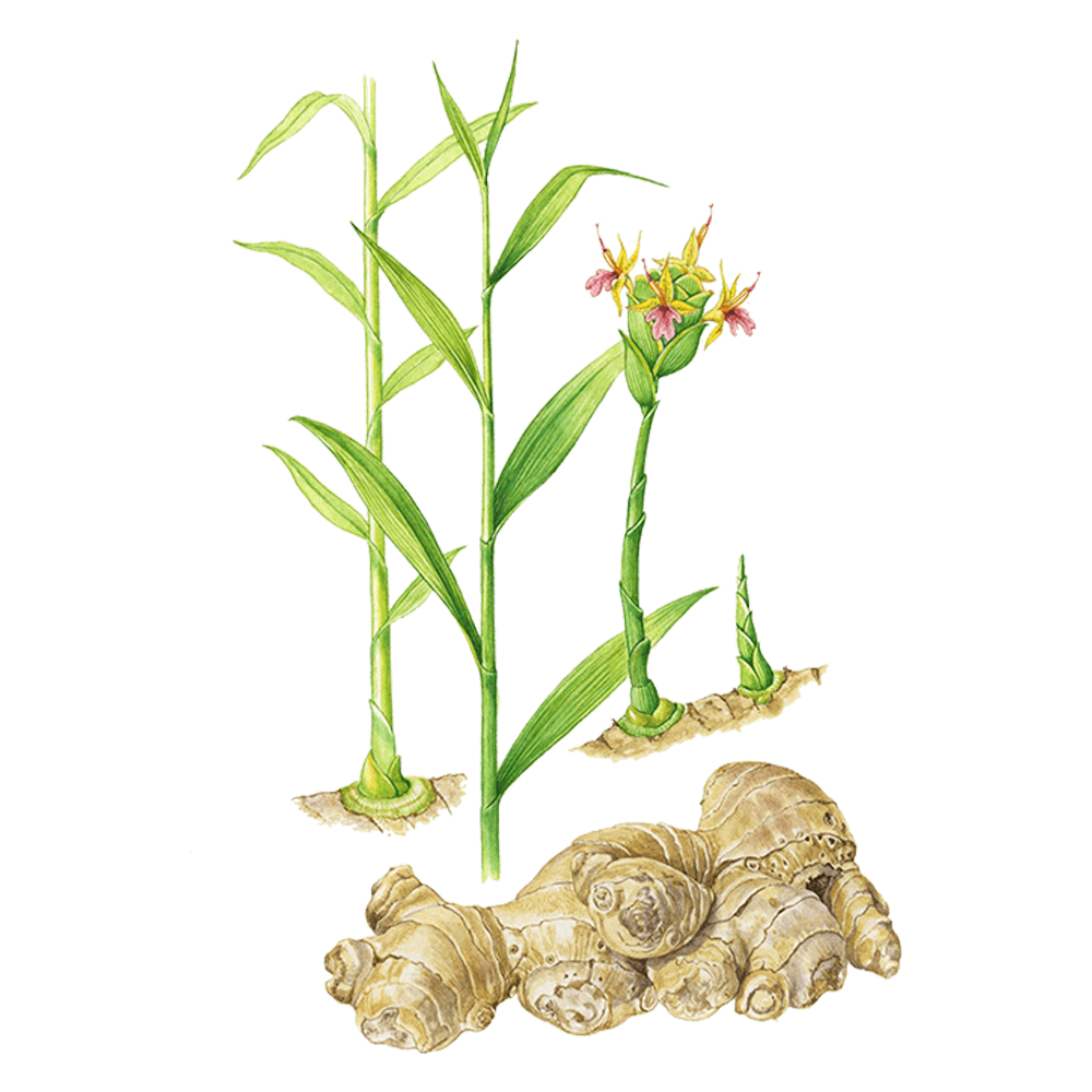 gingembre huile essentielle herbier plante
