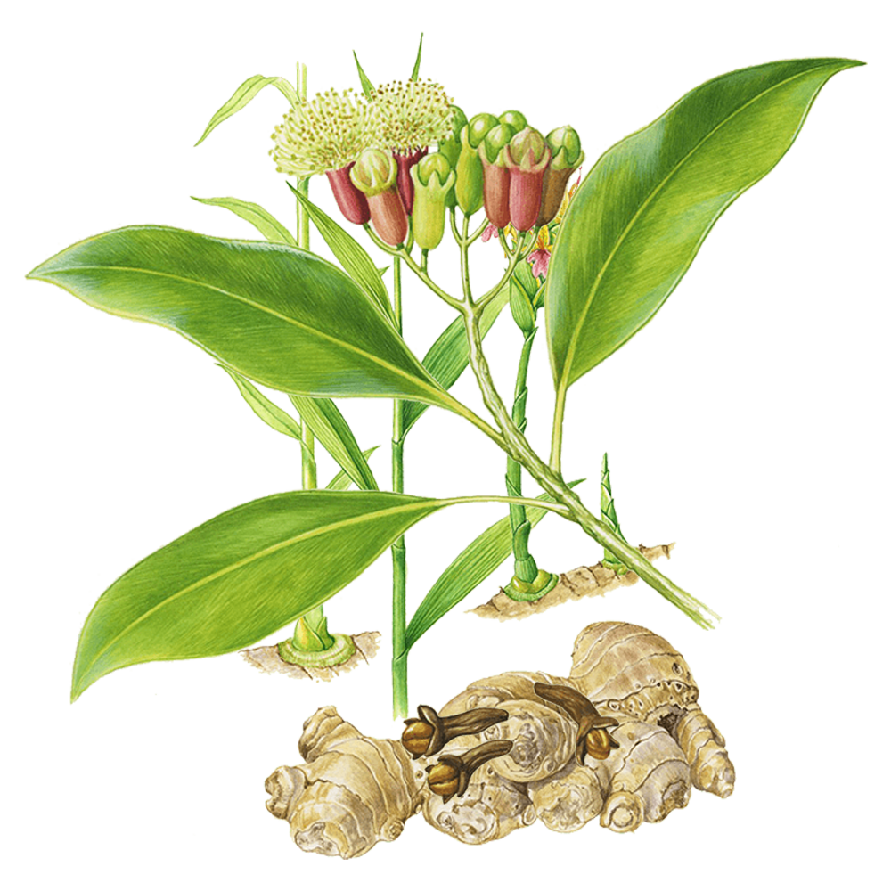 giroflier huile essentielle herbier plante
