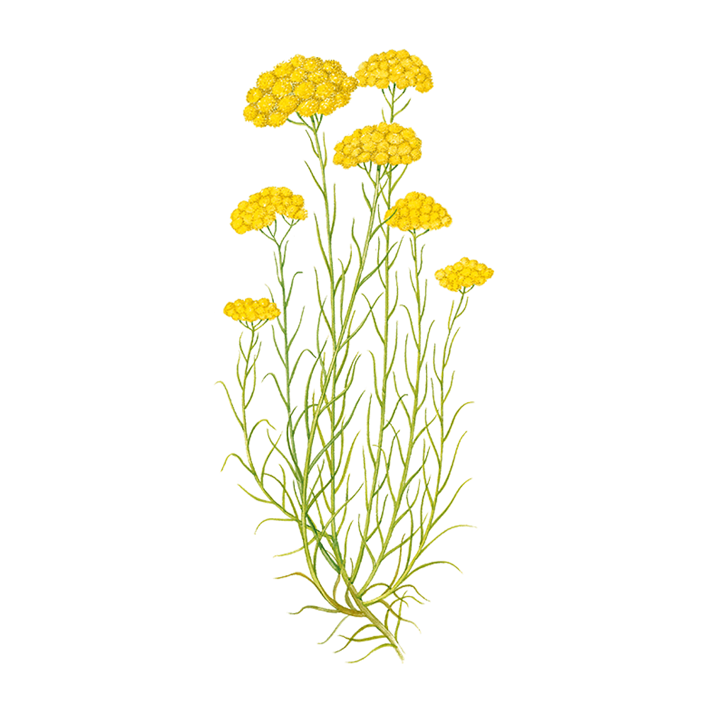 hélichryse huile essentielle herbier