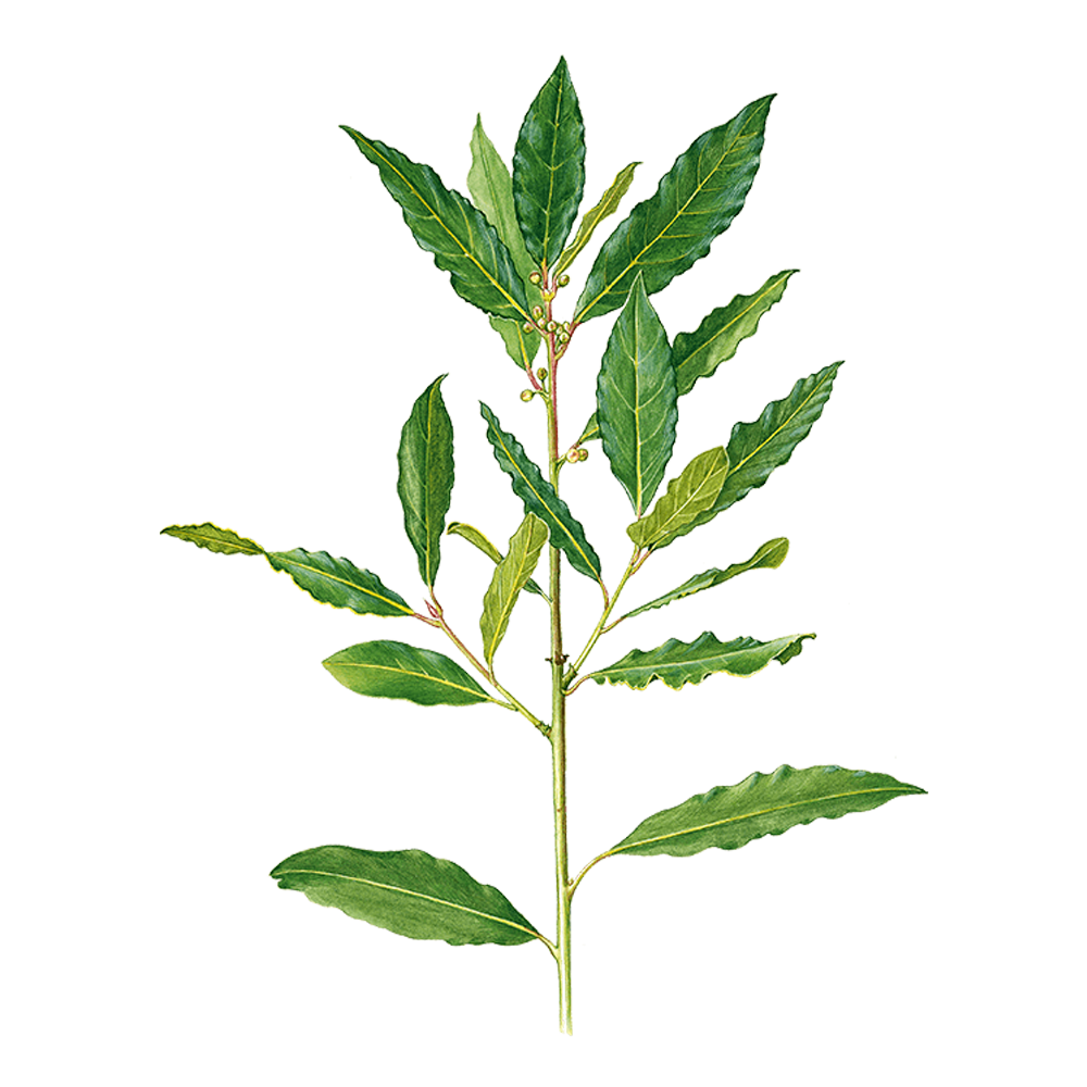 Laurier noble huile essentielle herbier