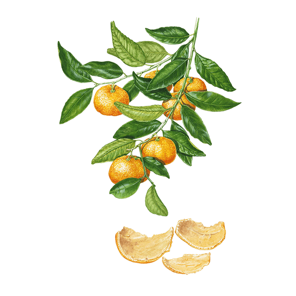 Mandarine (citrus reticulata)