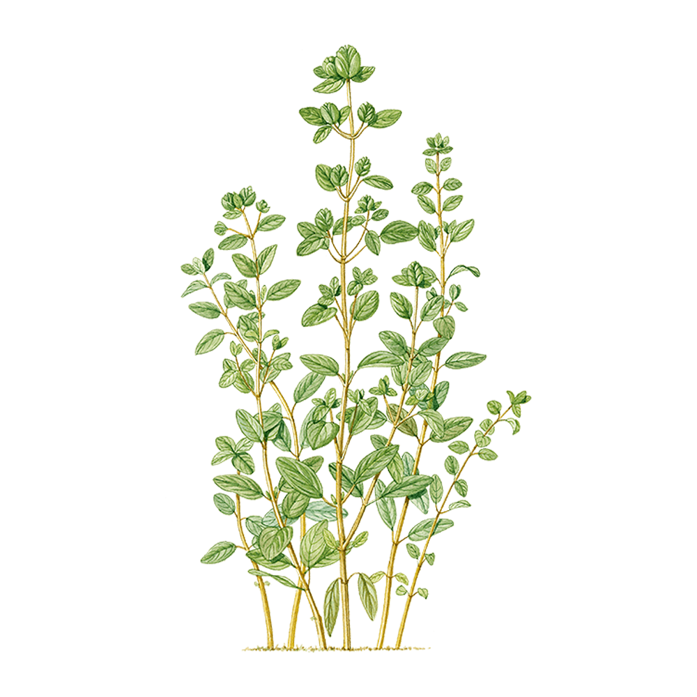 huile essentielle marjolaine herbier