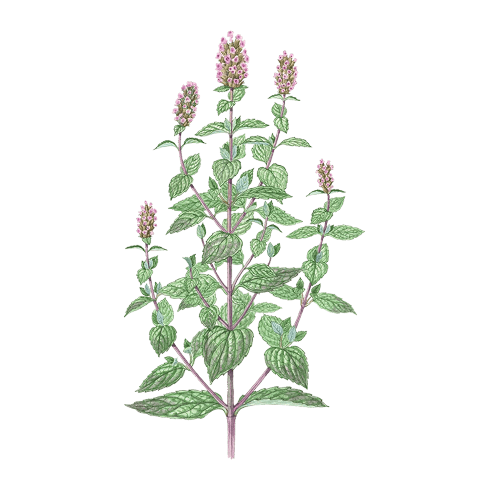menthe poivrée huile essentielle herbier