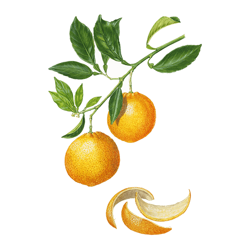 orange douce huile essentielle puressentiel