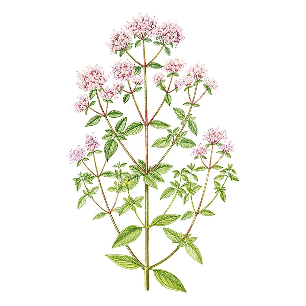 Origan à inflorescences compactes (origanum compactum)