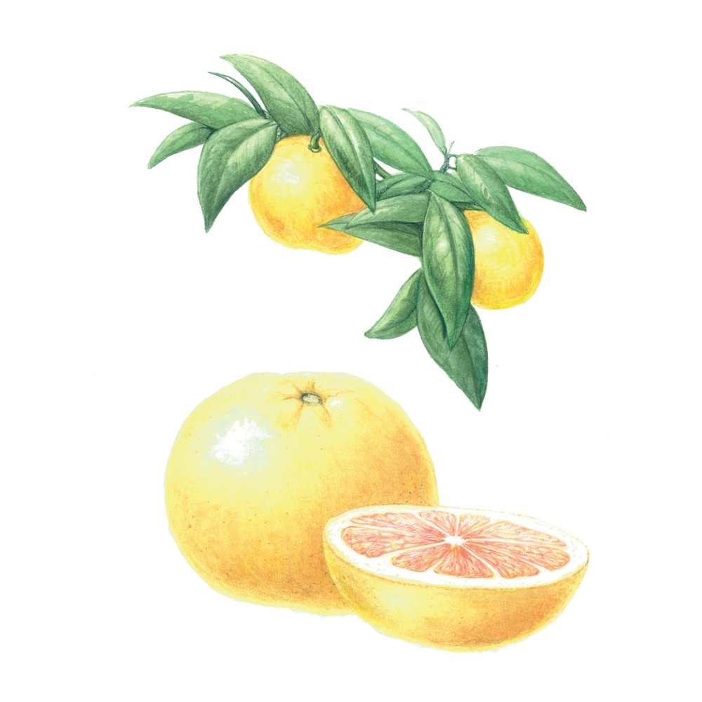 huile essentielle pamplemousse herbier
