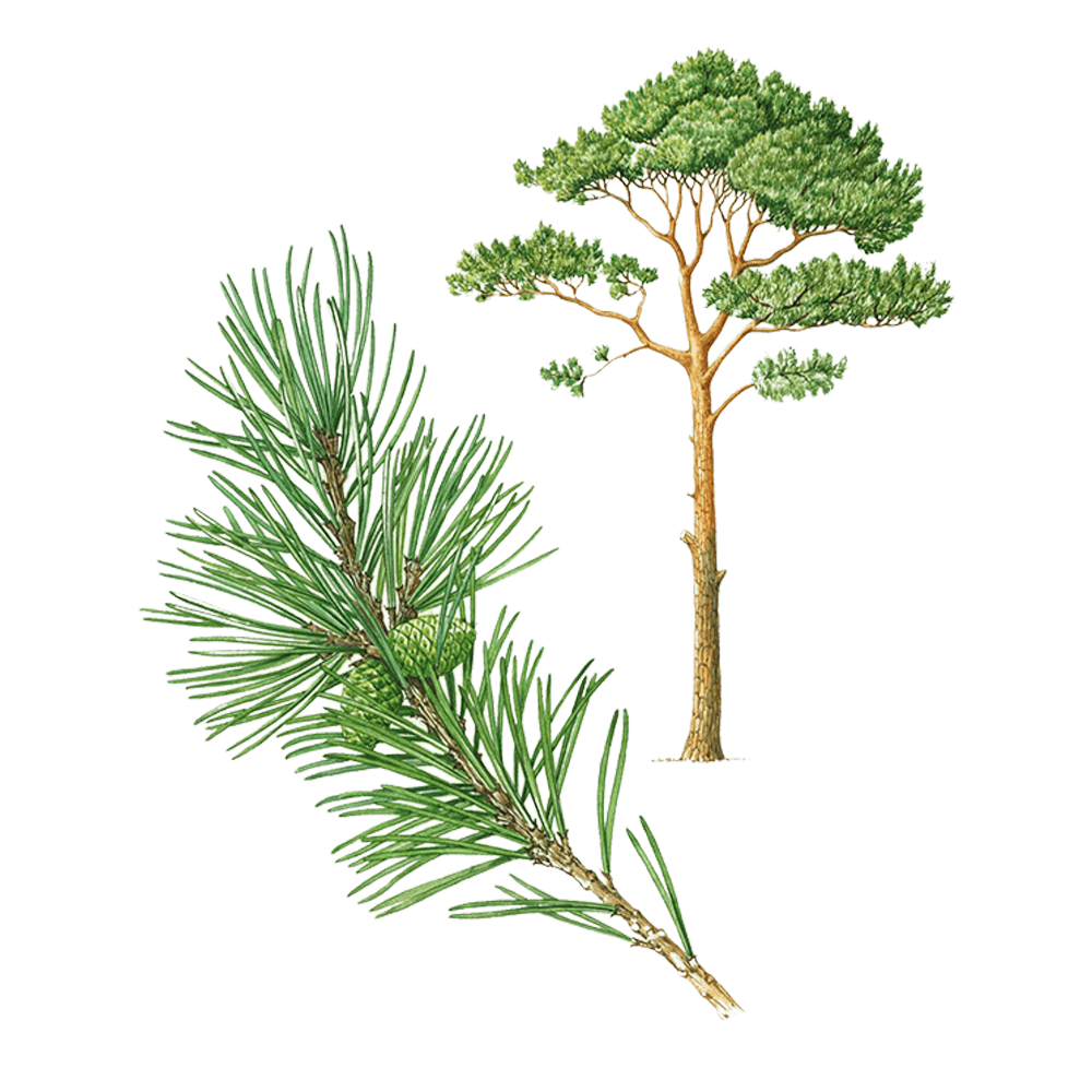 pin sylvestre herbier huile essentielle
