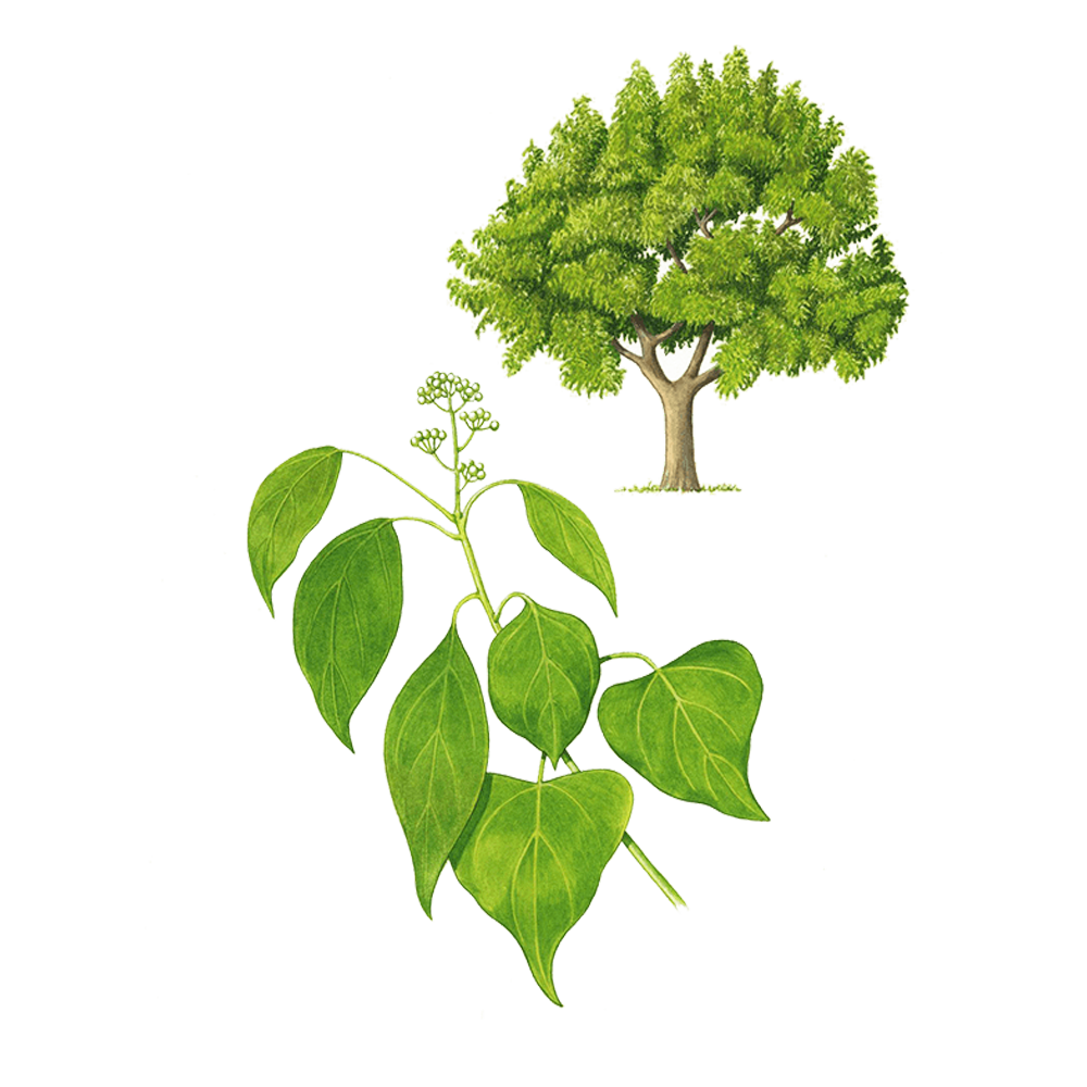 ravintsara huile essentielle herbier
