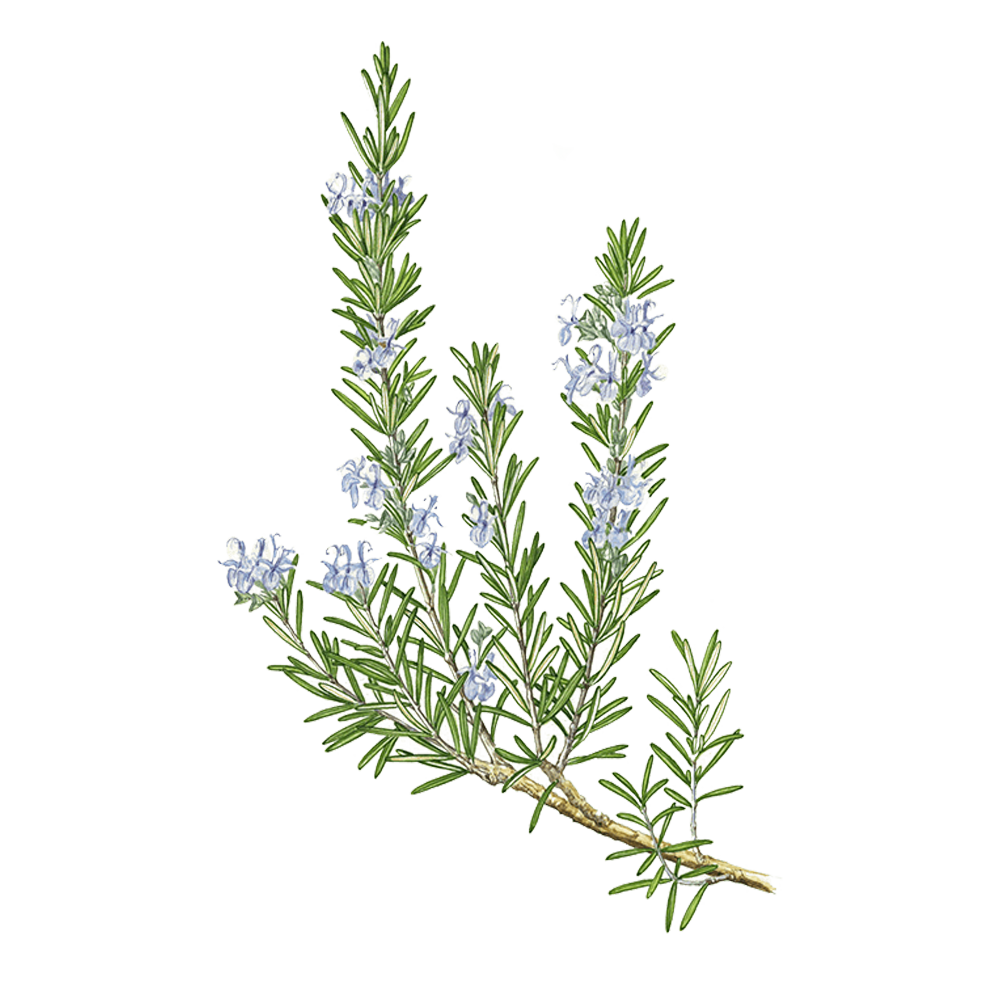 romarin à camphre herbier plante