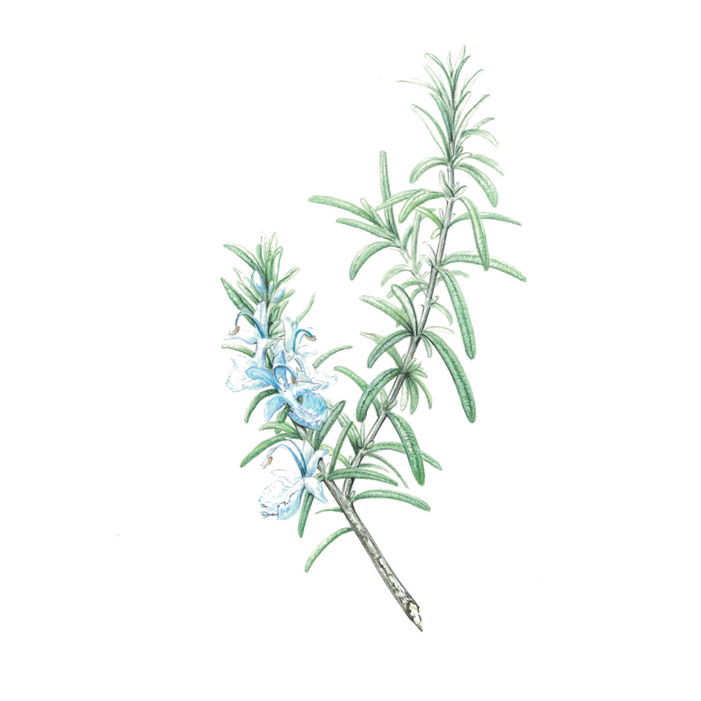 Romarin à verbénone (rosmarinus officinalis verbenoniferum)