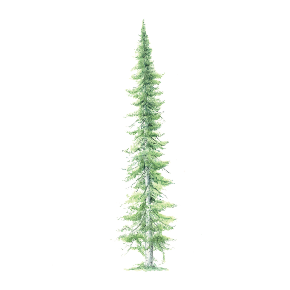 Sapin de Sibérie (abies sibirica)