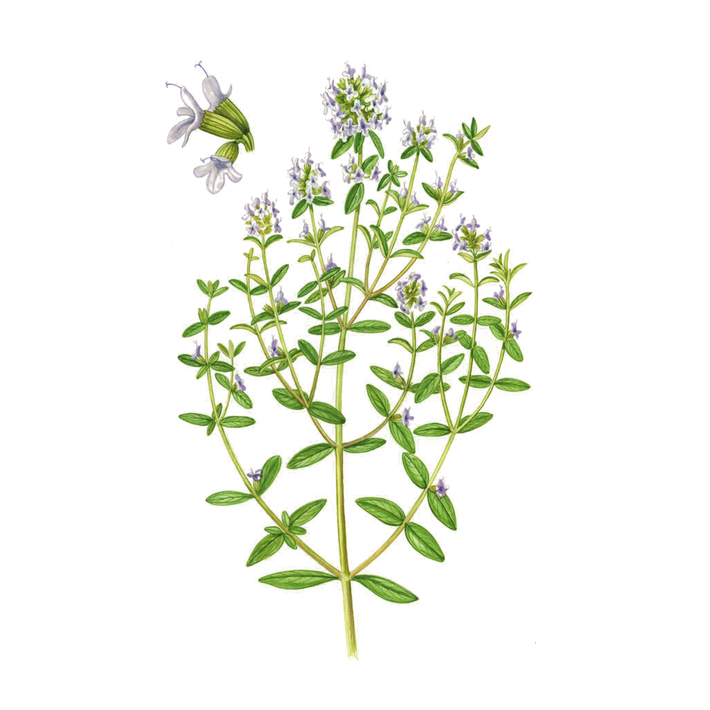 sarriette des montagnes huile essentielle herbier