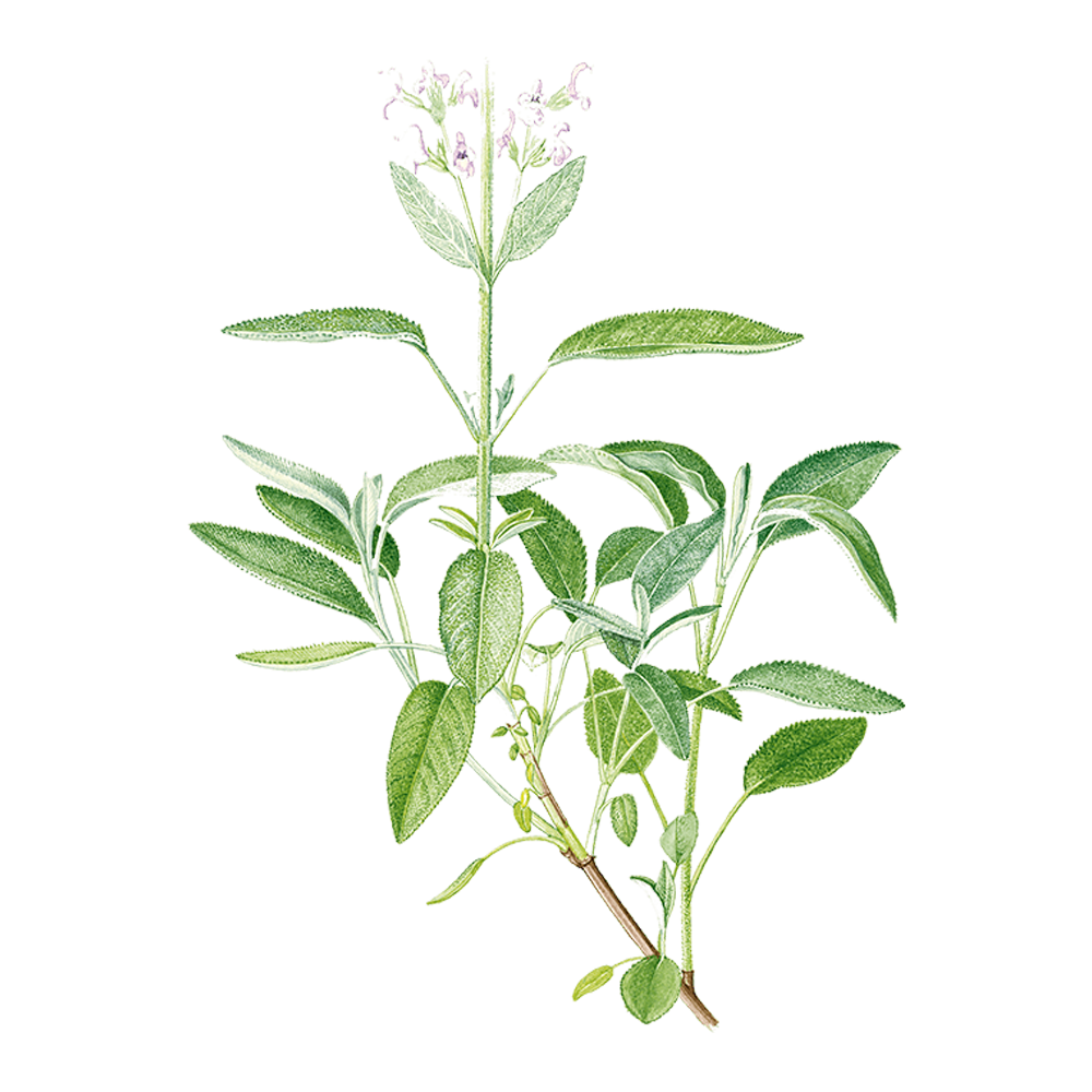 sauge sclarée huile essentielle herbier