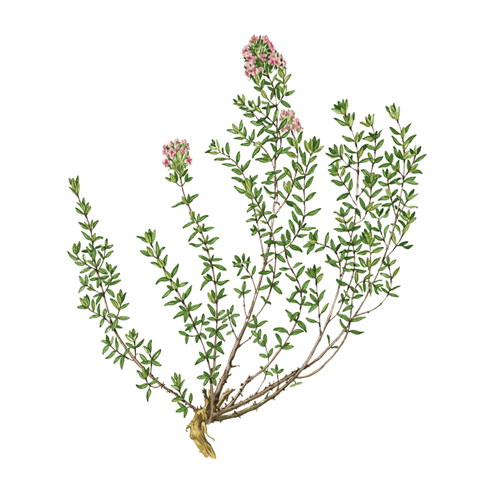 thym à thymol