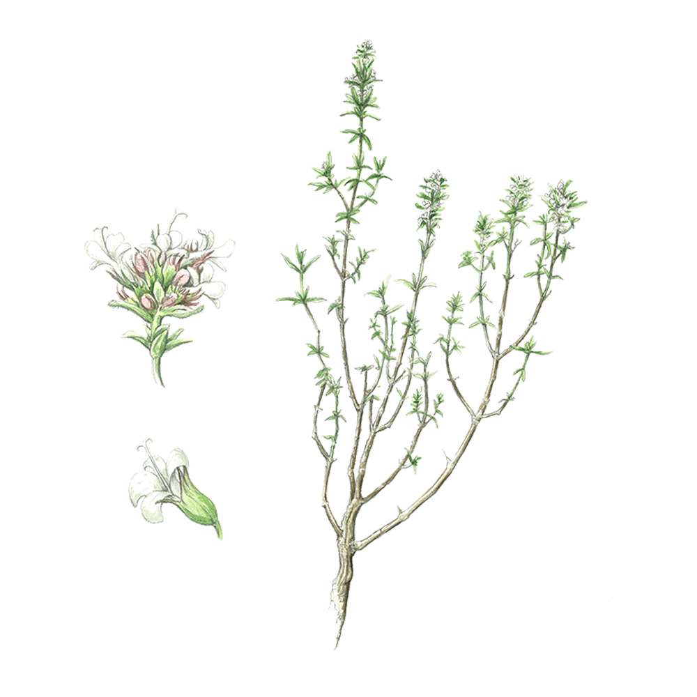 thym à linalol huile essentielle herbier