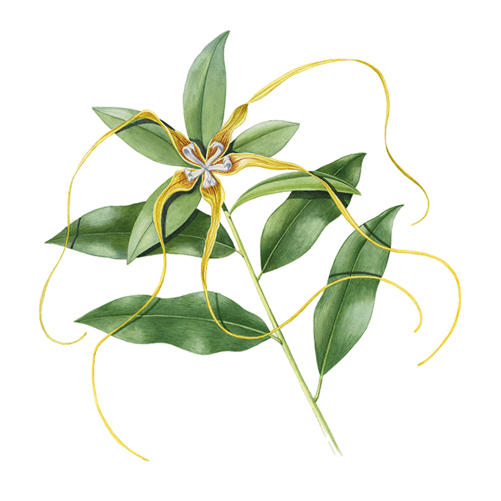 Ylang-ylang (cananga odorata)
