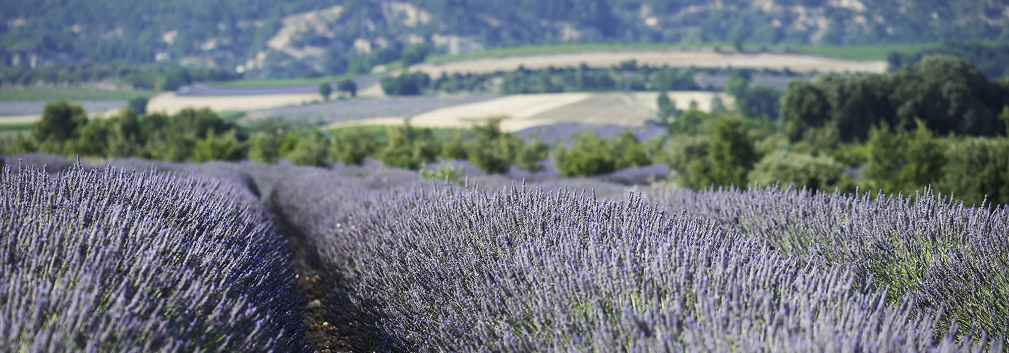 Le printemps est arrivé !