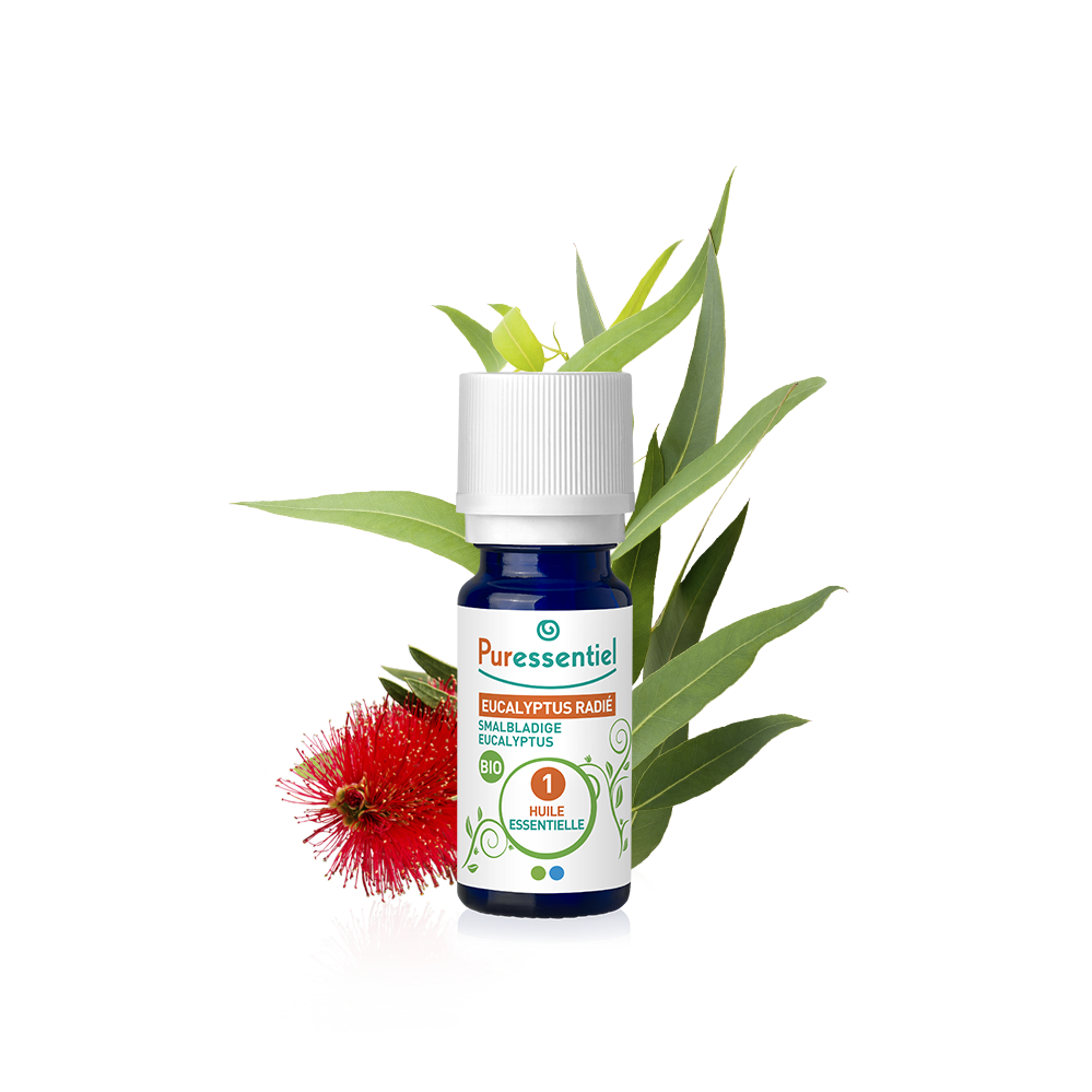  Huile Essentielle eucalyptus radié