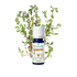 huile essentielle thym à linalol bio